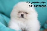 فروش پامرانین وارداتی 09125076083